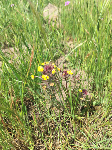 iNaturalist observation photo of butter-and-eggs