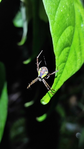 Argiope perforata