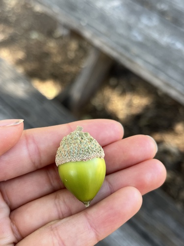 iNaturalist observation photo of Dumosae