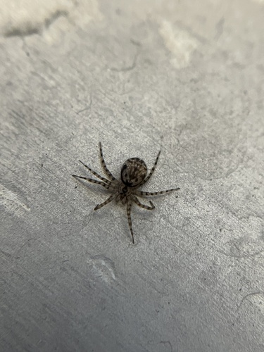 iNaturalist observation photo of Wall Spider
