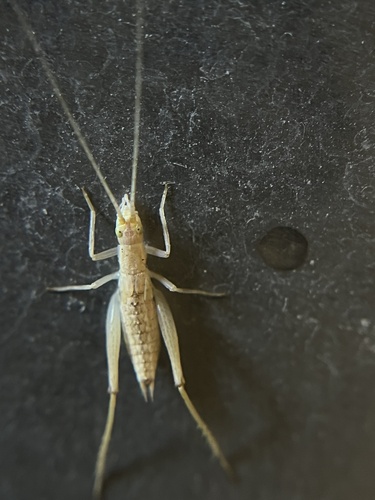 iNaturalist observation photo of Western Tree Cricket