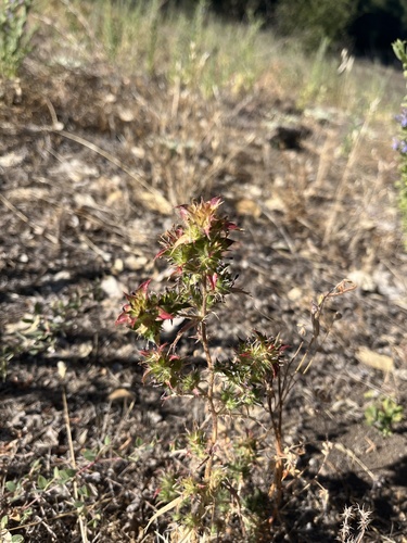 iNaturalist observation photo of Pincushion plants