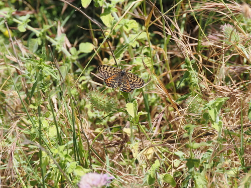 Spotted Fritillary