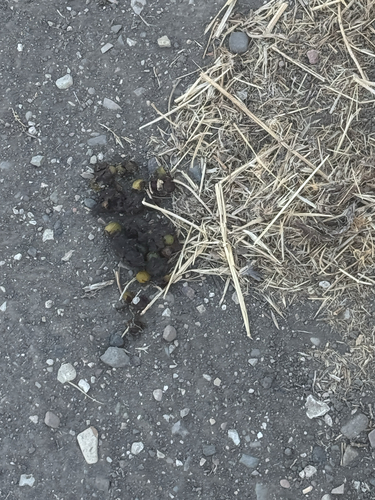 iNaturalist observation photo of Mammals