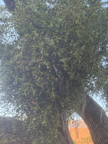 iNaturalist observation photo of oak mistletoe