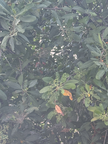 iNaturalist observation photo of Toyon