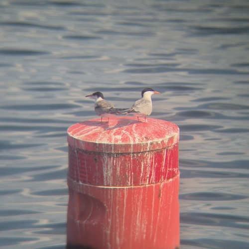 Common Tern