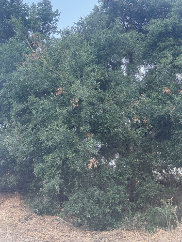 iNaturalist observation photo of coast live oak