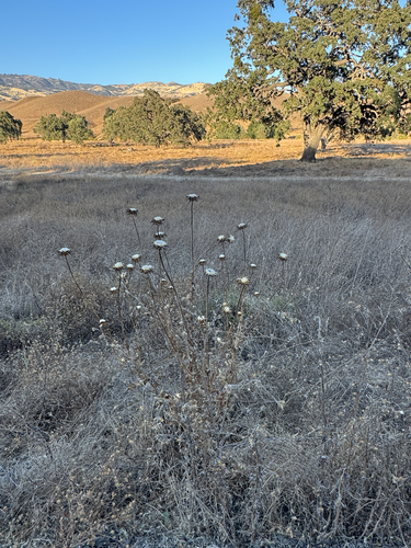 iNaturalist observation photo of milk thistle