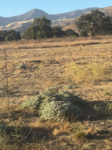 iNaturalist observation photo of turkey mullein