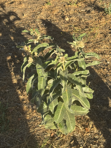 iNaturalist observation photo of woollypod milkweed