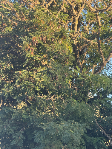 iNaturalist observation photo of black locust