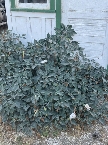 iNaturalist observation photo of Sacred Datura