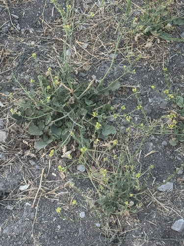 iNaturalist observation photo of Shortpod Mustard