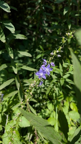 tall bellflower