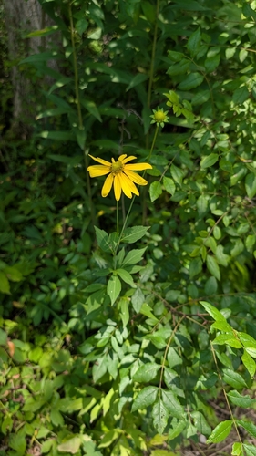 cutleaf coneflower