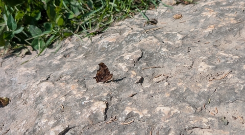 Eastern Comma