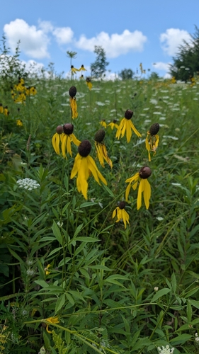 grey-headed coneflower