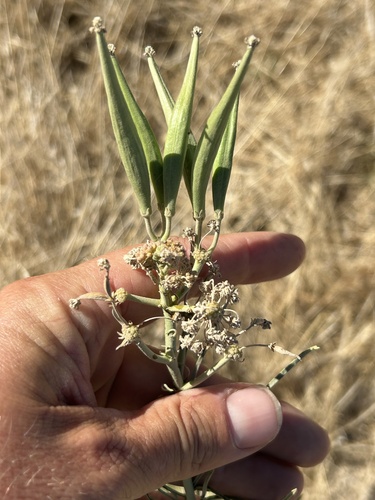 narrowleaf milkweed