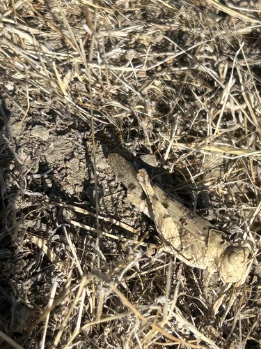 California Rose-winged Grasshopper