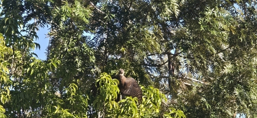 Pacific Baza
