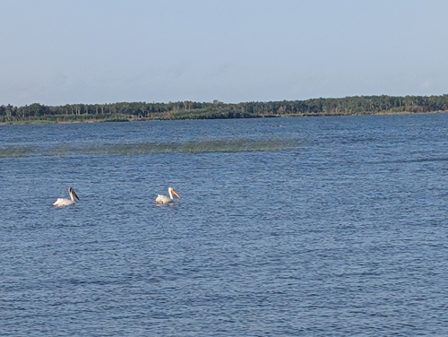 American White Pelican