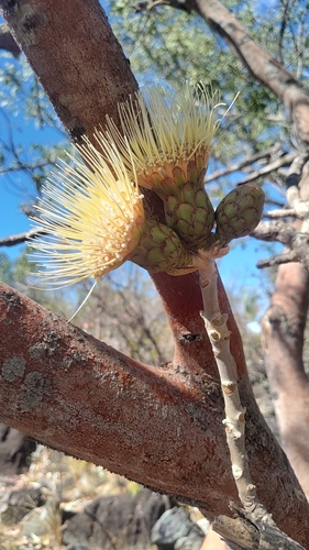 Wunderlichia cruelsiana