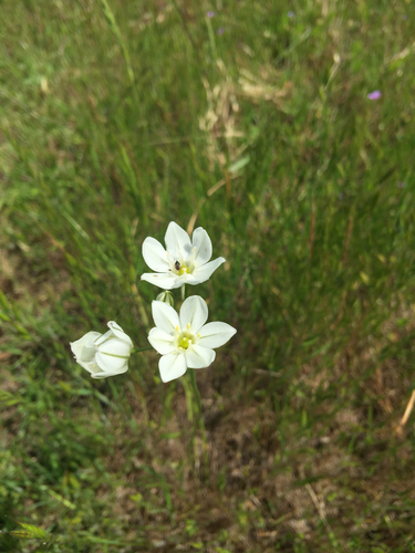 iNaturalist observation photo of white brodiaea