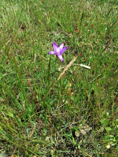 iNaturalist observation photo of Brodiaeas