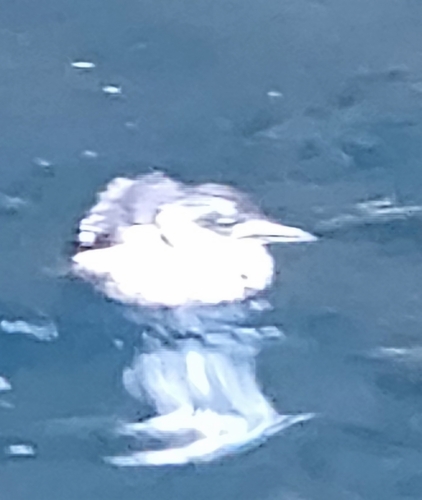 iNaturalist observation photo of Common Murre
