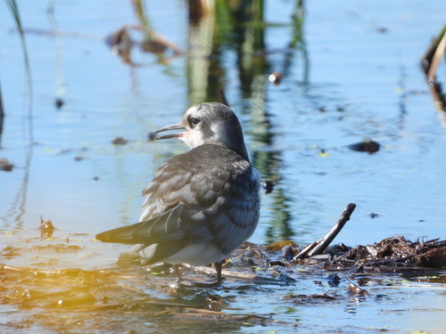 Black Tern