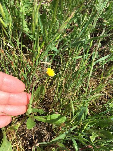 iNaturalist observation photo of life