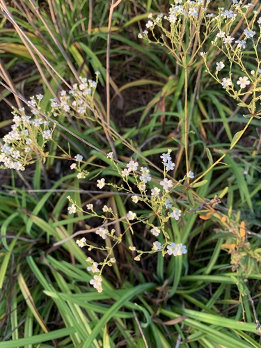 flowering spurge