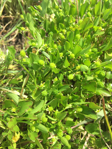 iNaturalist observation photo of Carter's Buttercup