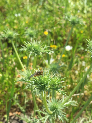iNaturalist observation photo of Flies