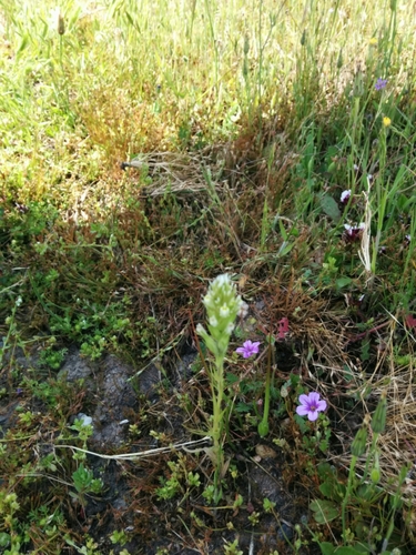 iNaturalist observation photo of valley tassels