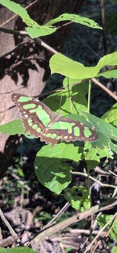 Malachite