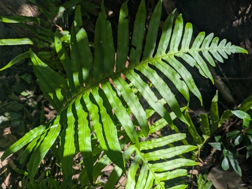 hammock fern