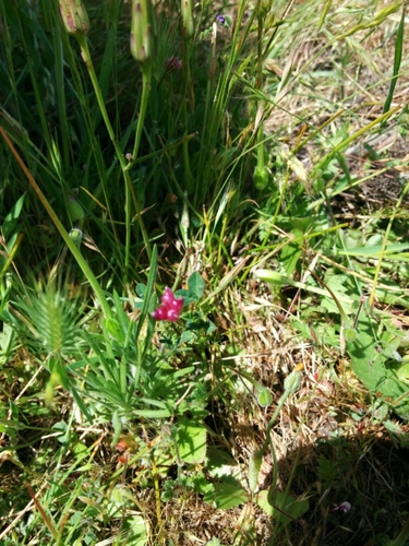 iNaturalist observation photo of purple sack clover
