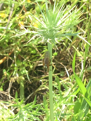 iNaturalist observation photo of Flies