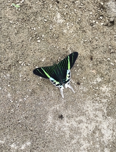 Green-banded Urania