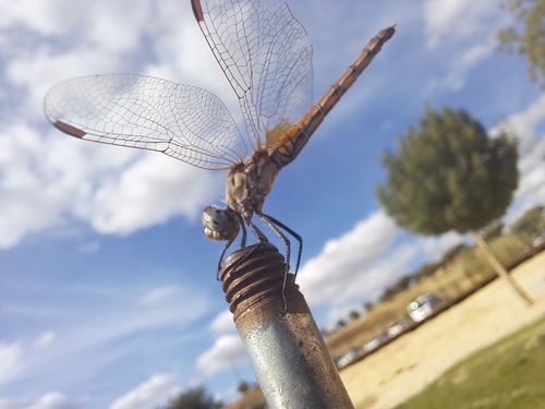 Violet Dropwing