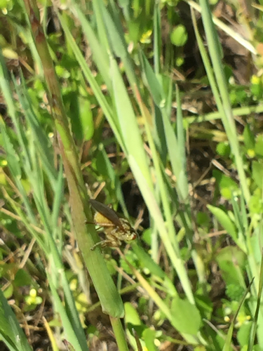 iNaturalist observation photo of Flies