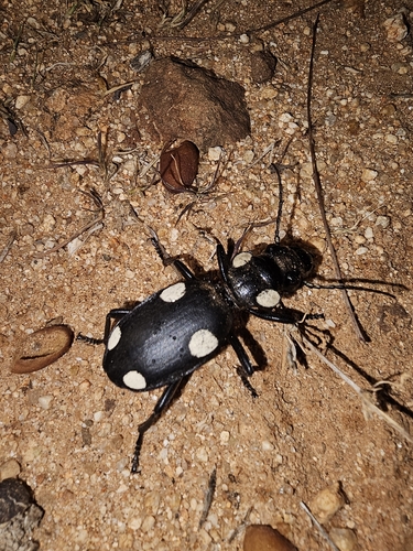 Six-spot ground beetle