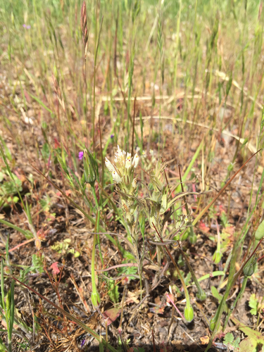 iNaturalist observation photo of valley tassels