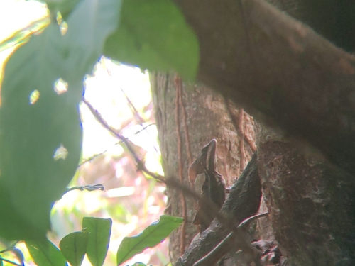 Common Basilisk