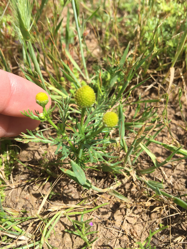 iNaturalist observation photo of pineapple-weed