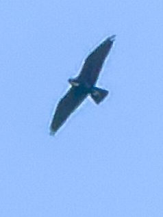 Asian Bat Hawk