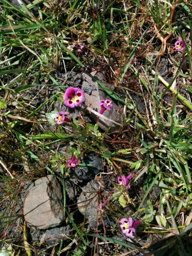 iNaturalist observation photo of tricolor monkeyflower