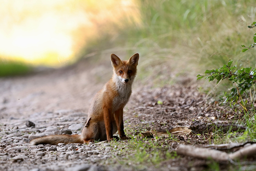 Red Fox